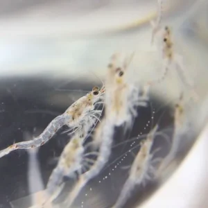 Inoculo mysis vivo – 1 litro