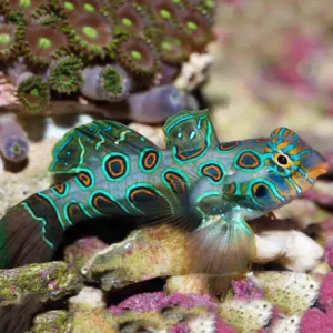 Synchiropus picturatus