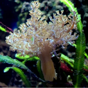 Capnella imbricata – taglia piccola