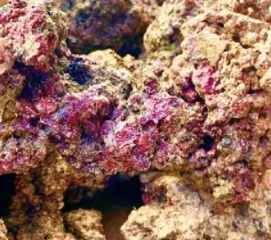 Roccia Viva Fiji – 1 kg