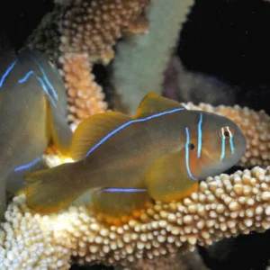 Gobiodon citrinus – black