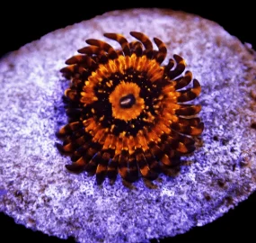 Zoanthus gold maul – 3-4 polipi, GRADO A