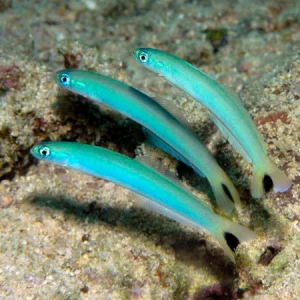 Ptereleotris heteroptera