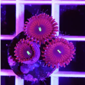 Zoanthus red people eater – 3-4 polipi, GRADO A