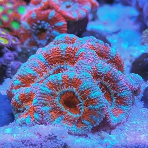 Acanthastrea lordhowensis – medium