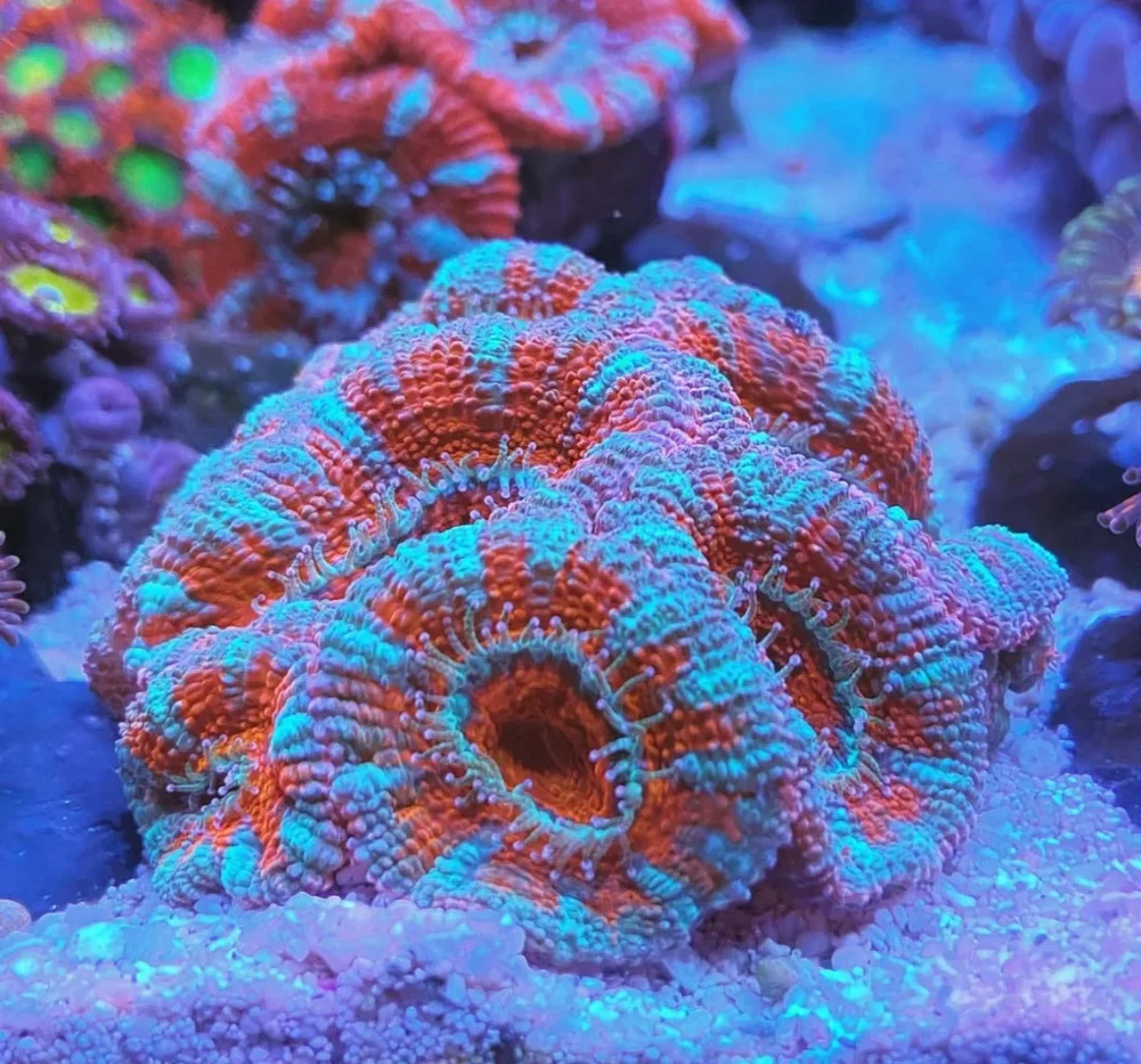 Acanthastrea lordhowensis – medium - immagine 2