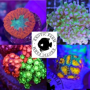 OFFERTA – 5 talee LPS, piccole (PREMIUM)