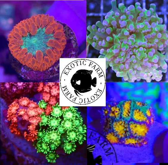 OFFERTA – 5 talee LPS, piccole (PREMIUM) - immagine 2