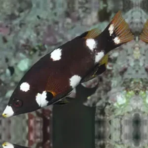 Bodianus mesothorax
