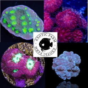 OFFERTA – 5 talee LPS, piccole