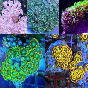 Composizione: xenia, briareum, sympodium, 2 zoanthus