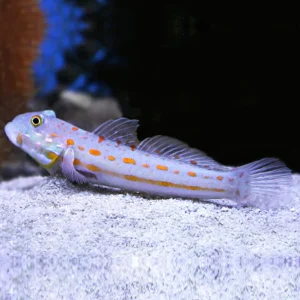 Valenciennea puellaris