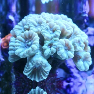 Caulastrea furcata sky blue – 2 calici