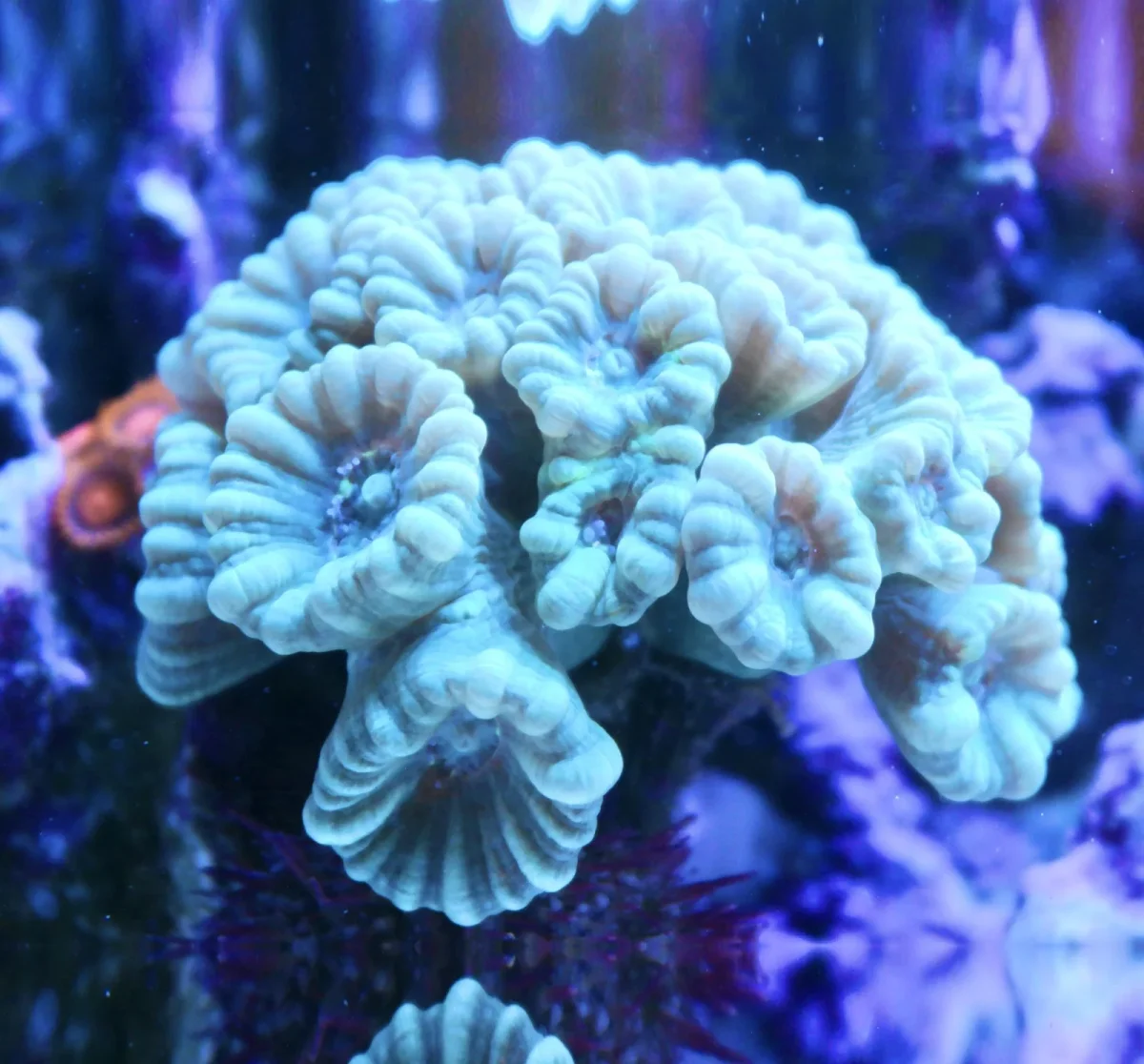 Caulastrea furcata sky blue – 2 calici - immagine 2