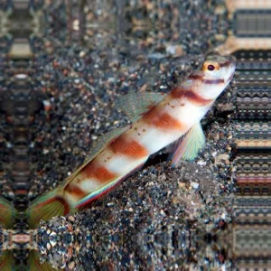 Amblyeleotris diagonalis