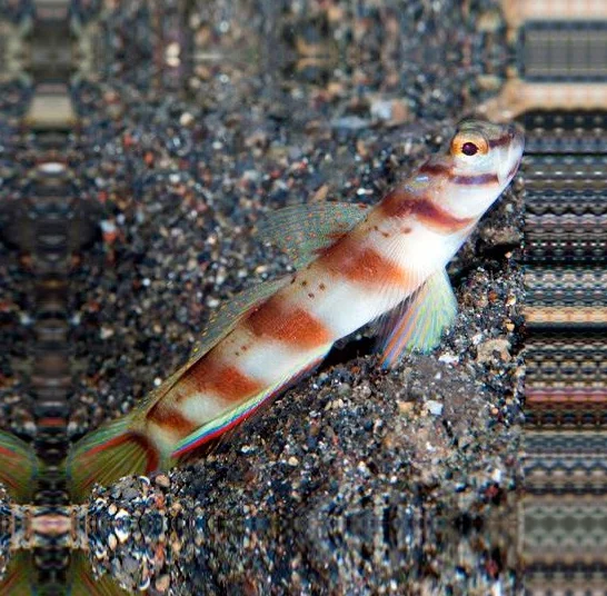 Amblyeleotris diagonalis