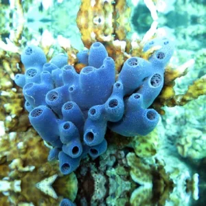 Haliclona sp. blue – Spugna marina – small