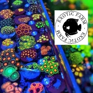 Lotto da 10 talee di Zoanthus random – small, GRADO A