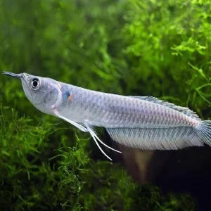 Arowana silver