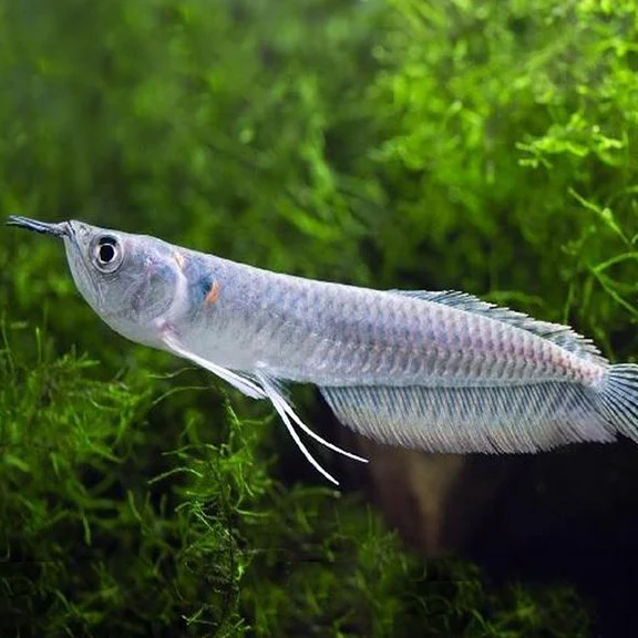 Arowana silver