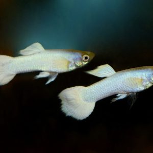 Guppy snow white