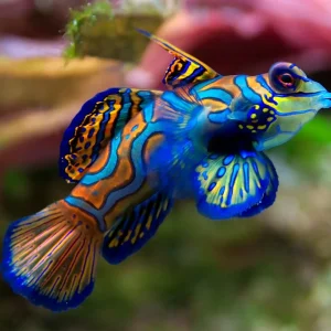 SYNCHIROPUS SPLENDIDUS