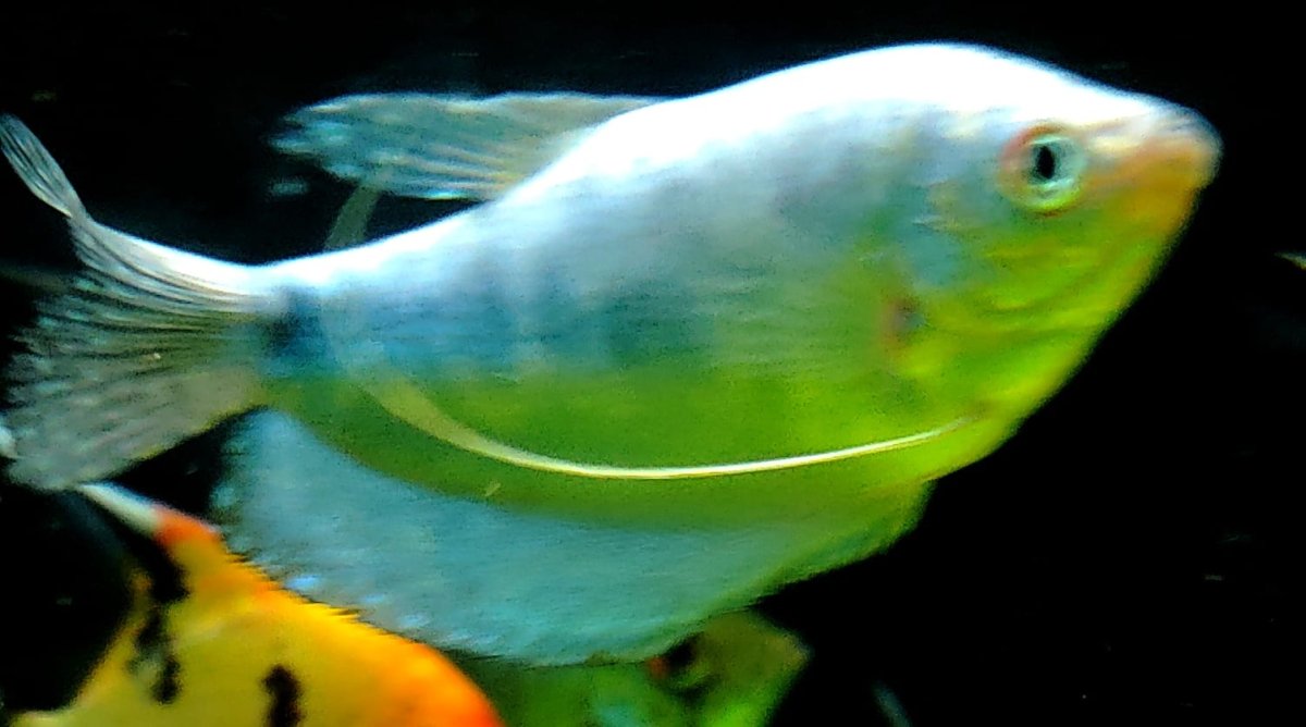 TRICOGASTER COSBY - immagine 2