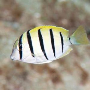 ACANTHURUS TRIOSTEGUS