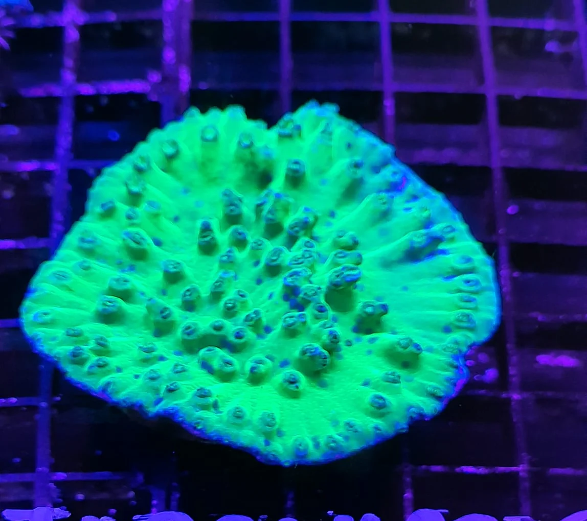 TURBINARIA PELTATA - immagine 3