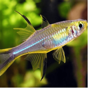 Telmatherina – Ladigesi