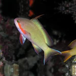 Pseudanthias hutchi