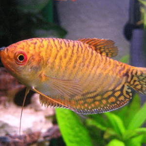 Trichogaster Trichopterus silver