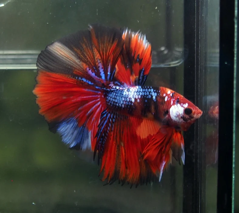 Betta nemo long tail