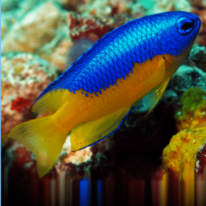 Pomacentrus coelestis