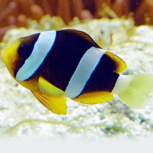 Amphiprion clarkii