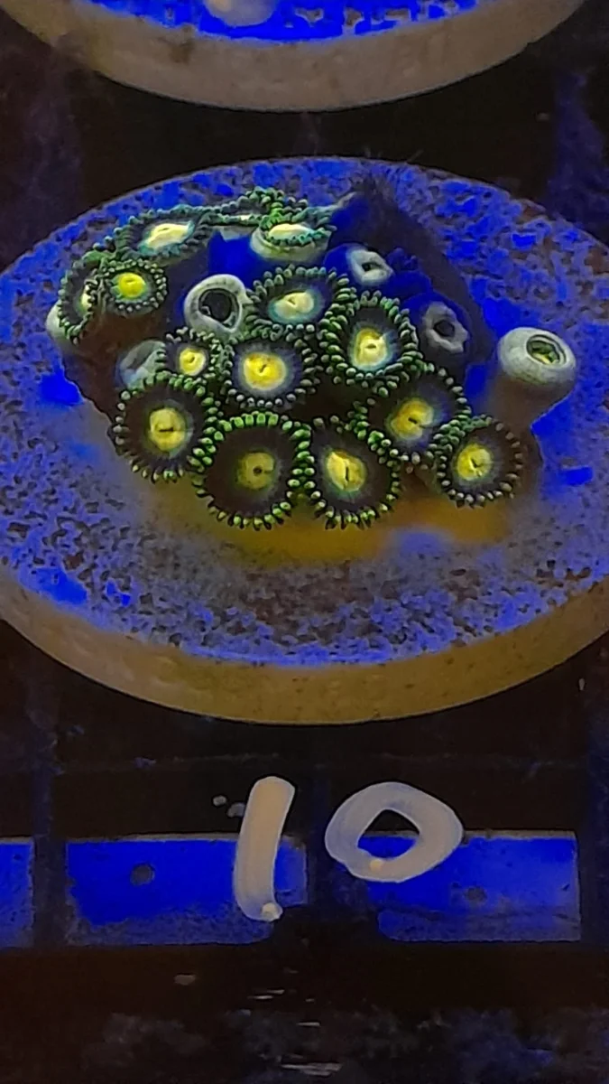 ZOANTHUS PREMIUM FRAG - immagine 9