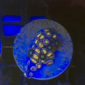 ZOANTHUS PREMIUM FRAG