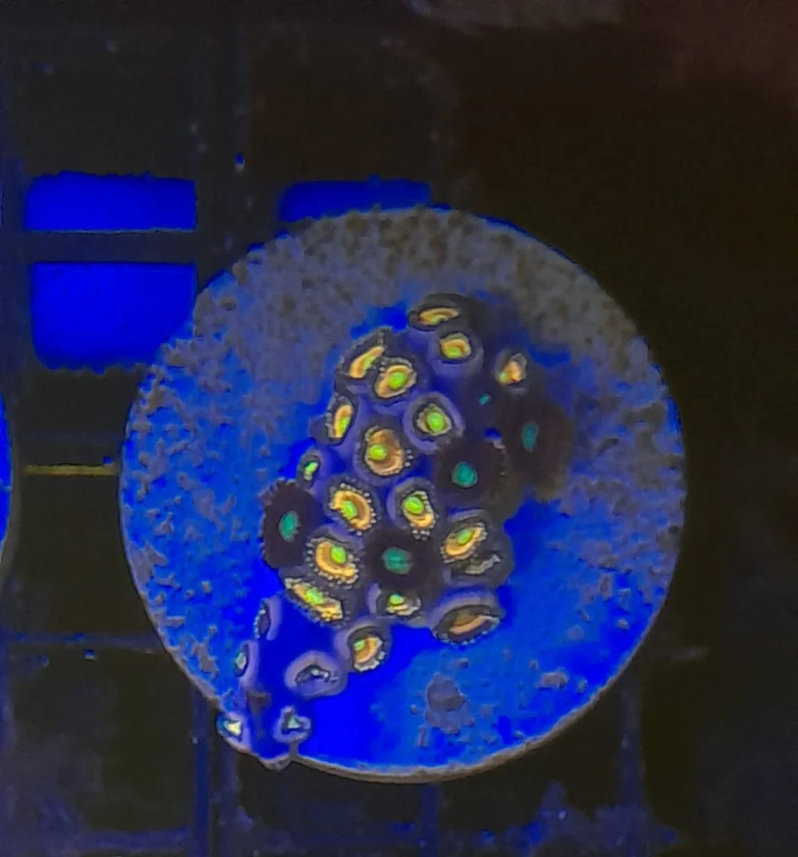 ZOANTHUS PREMIUM FRAG - immagine 2