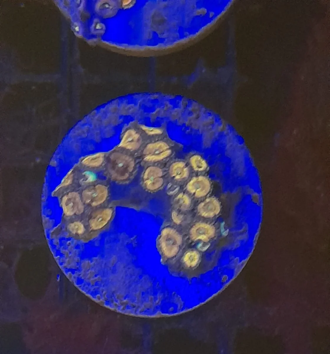 ZOANTHUS PREMIUM FRAG - immagine 3