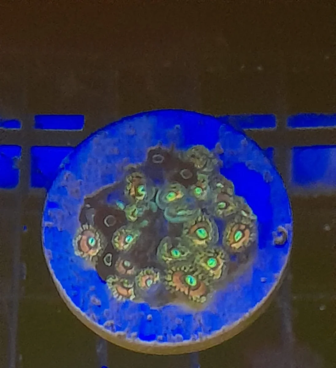 ZOANTHUS PREMIUM FRAG - immagine 6