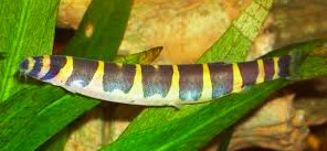 ACANTHOPHTHALMUS KUHLII