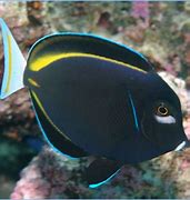 Acanthurus nigricans - immagine 2