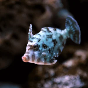 Acreichthys tomentosus