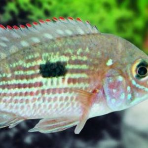 AEQUIDENS RIVULATUS - GREEN TERROR small
