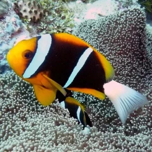 Amphiprion allardi – di allevamento