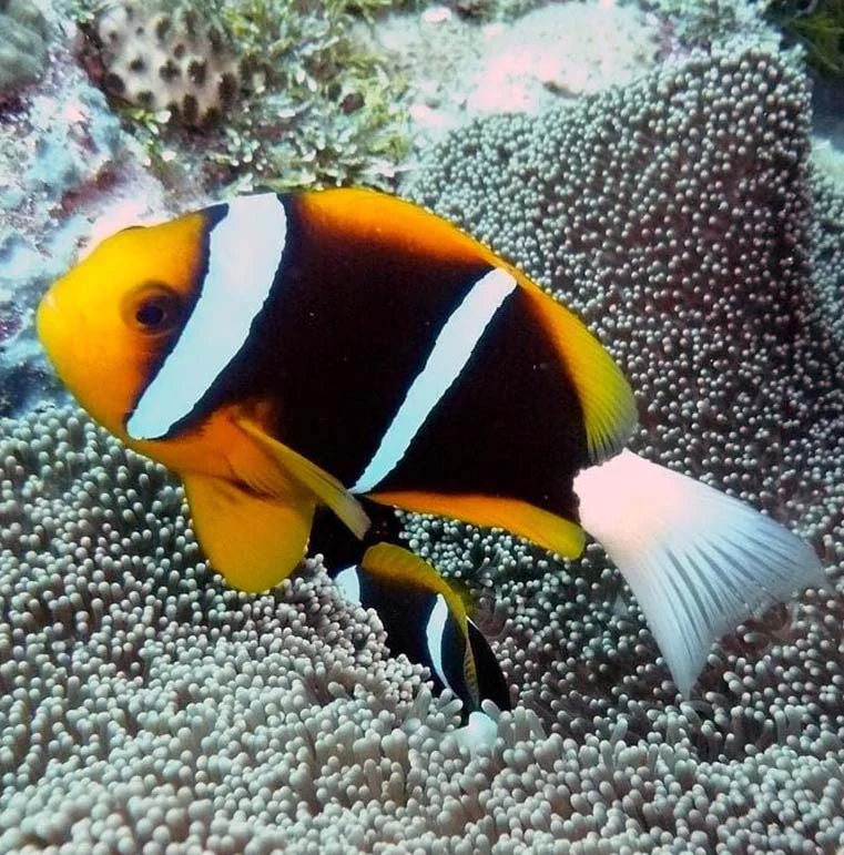 Amphiprion allardi – di allevamento