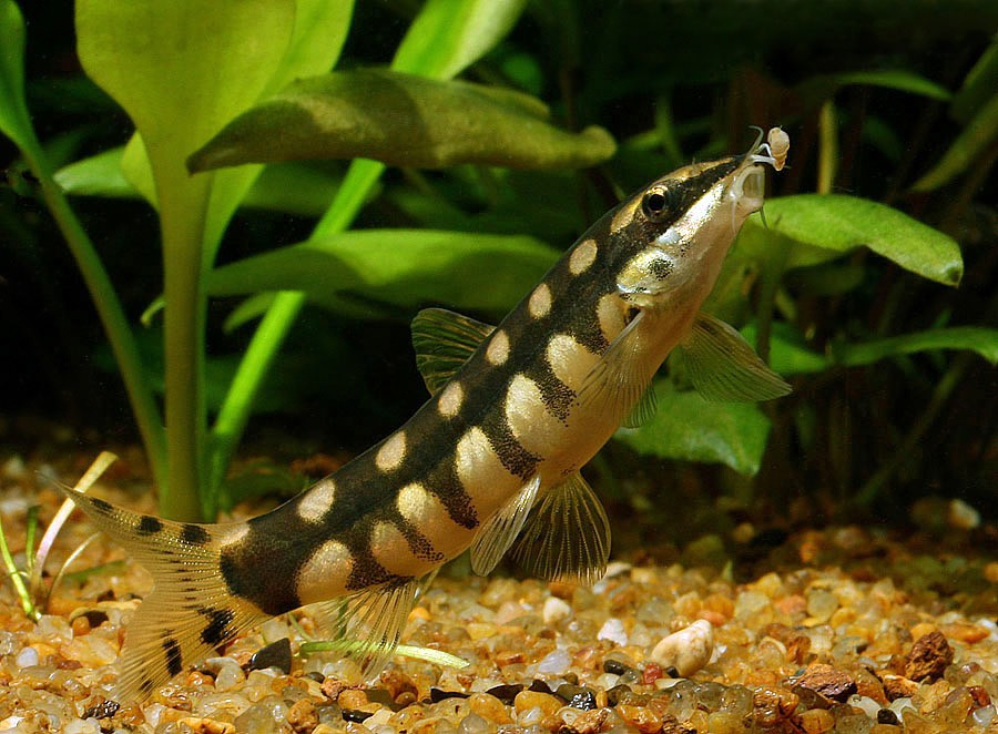 BOTHIA SIDTHIMUNKI - immagine 2