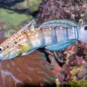 AMBLYGOBIUS PHALENA