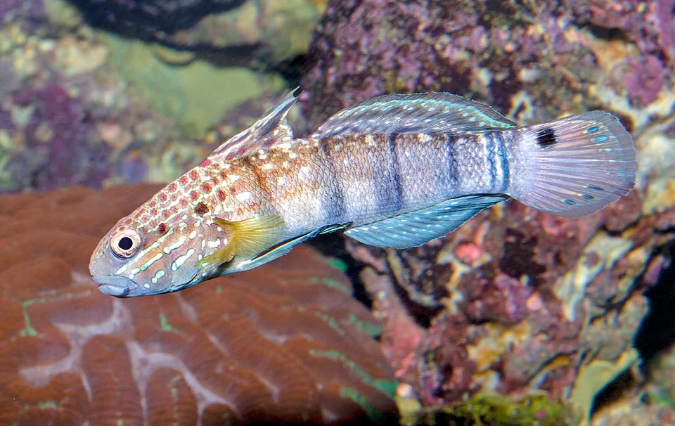 AMBLYGOBIUS PHALENA