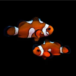 Coppia Ocellaris misbar subadulti